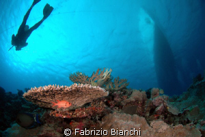Diving the Ribbon Reefs by Fabrizio Bianchi 